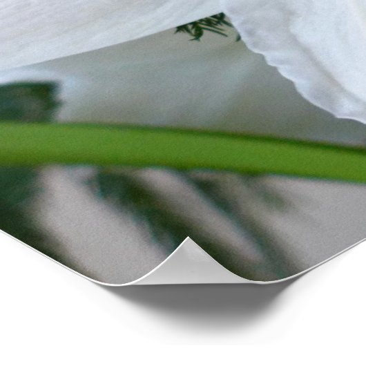 Witte amaryllis en kerstboom poster (Hoek)