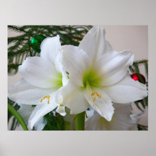 Witte amaryllis en kerstboom poster