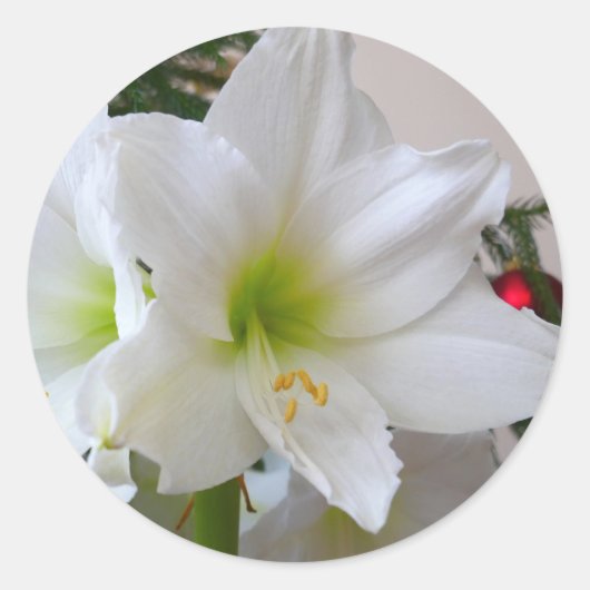 Witte amaryllis en kerstboom ronde sticker (Voorkant)