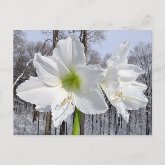 Witte Amaryllis en Sneeuw II Briefkaart (Voorkant)