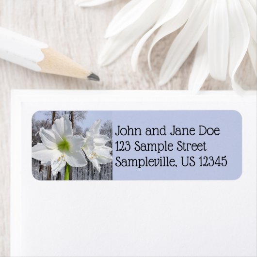 Witte Amaryllis en Sneeuw II Etiket (Insitu)