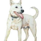 Witte Amerikaanse knuppels T-shirt