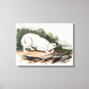 Witte Amerikaanse Wolf van John James Audubon Canvas Afdruk