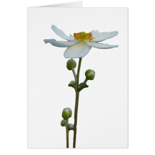 Witte anemie 1 (Voorkant)