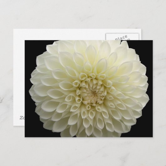 Witte anjer Briefkaart (Voorkant / Achterkant)