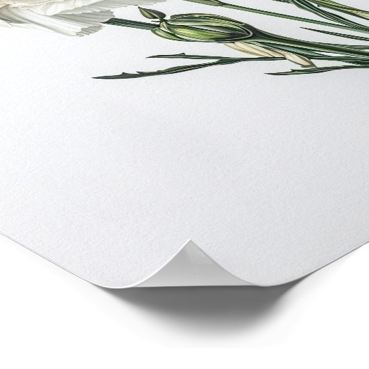 Witte anjers Bloemen Art Print Poster (Hoek)