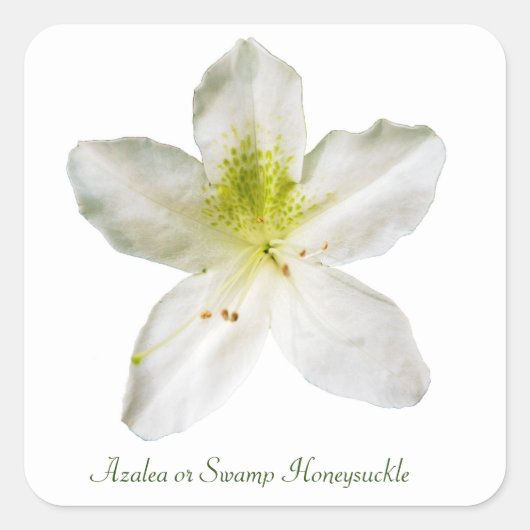 Witte azalea (moerashoning) vierkante sticker (Voorkant)