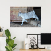 Witte Baby geit die de schuur achterlaat Poster (Thuiskantoor)