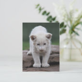 Witte baby leeuwenkub briefkaart (Staand voorkant)