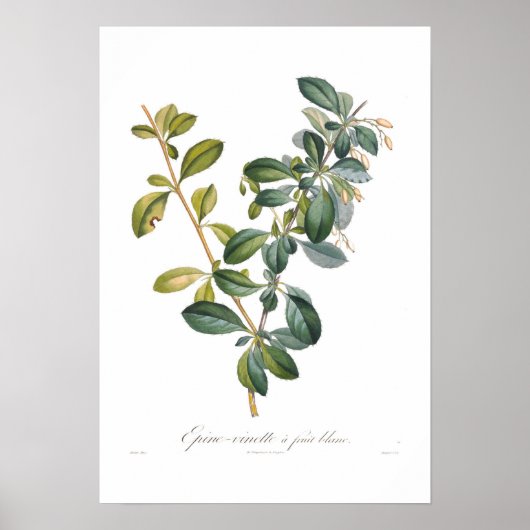 Witte Barberry Poster (Voorkant)