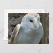 Witte Barn Owl Briefkaart (Voorkant / Achterkant)
