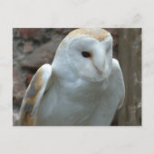 Witte Barn Owl Briefkaart (Voorkant)