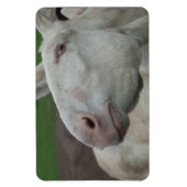 Witte Barok Ezel Magneet (Verticaal)