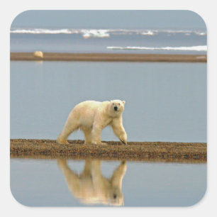 Witte Beer Vierkante Sticker