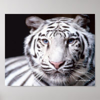 Witte Bengaalse Tijger Fotografie