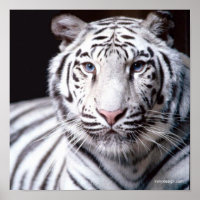 Witte Bengaalse Tijger Fotografie