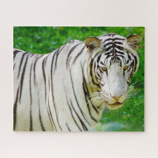 Witte Bengaalse Tijger. Grote Katachtigen. Legpuzzel (Horizontaal)