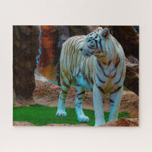 Witte Bengaalse Tijger. Grote Katachtigen. Legpuzzel