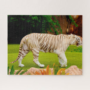 Witte Bengaalse Tijger. Grote Katachtigen. Legpuzzel