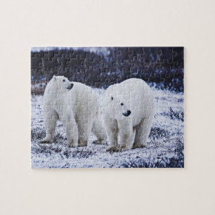 Witte Beren Jigzaag Puzzle Legpuzzel