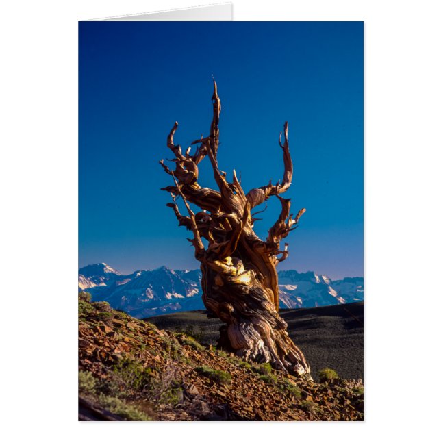 Witte bergen van de oude Bristlecone-pineboom, CA (Voorkant)