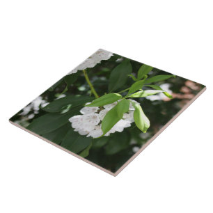  witte berglaurier stervormige bloemen tegeltje