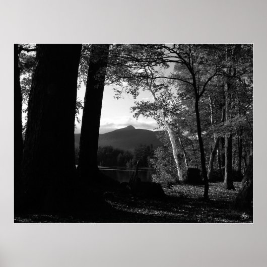 Witte berk in een Chocorua Sunset Poster (Voorkant)