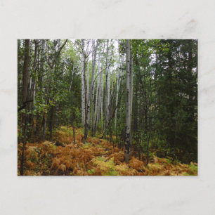 Witte berkenbomen en herfstvarens bij Rocky Mounta Briefkaart