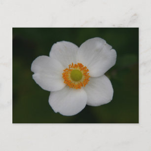 witte bladen briefkaart