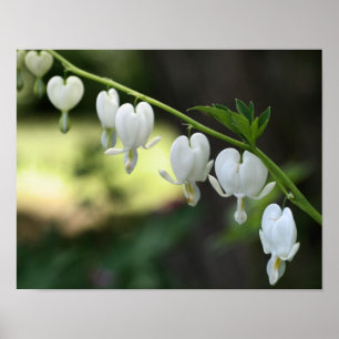 Witte bloeding Hartbloemen Poster