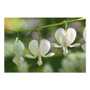 Witte bloeding Harten Bloemen Foto Afdruk