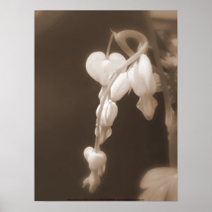 witte bloedingen harten sepia poster