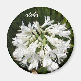 Witte bloei aloha magneet