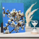 Witte bloeiende lenteboom witte bloesem fotoplaat (Zijkant)