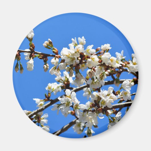 Witte bloeiende lenteboom witte bloesem magneet (Voorkant)