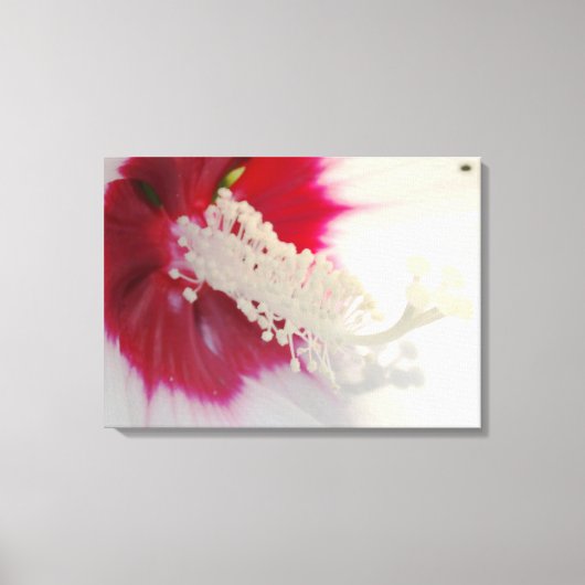 Witte Bloem Blossom Foto Enkele Print (Voorkant)