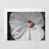 witte bloem briefkaart (Voorkant / Achterkant)