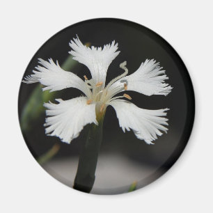 witte bloem magneet