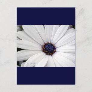 Witte bloem met blauw midden briefkaart
