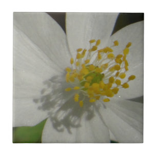 Witte bloem met gele kern tegeltje