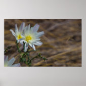 witte bloem poster (Voorkant)