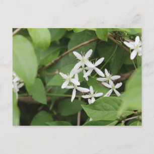 Witte bloemen #2 briefkaart