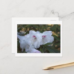 Witte Bloemen Ansichtkaart Briefkaart