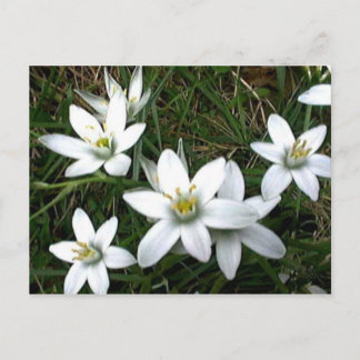 witte bloemen briefkaart