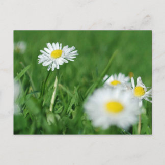 Witte bloemen briefkaart