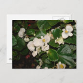 Witte bloemen briefkaart (Voorkant / Achterkant)