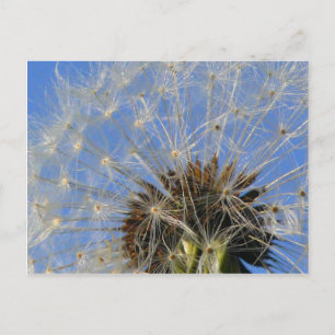 Witte bloemen briefkaart, Callan Park Rozelle Briefkaart