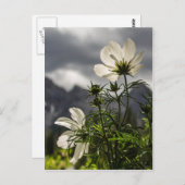 Witte bloemen en bergen briefkaart (Voorkant / Achterkant)