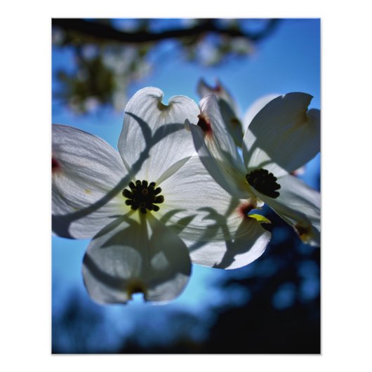 witte bloemen foto afdruk (Voorkant)