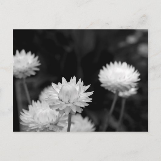 Witte bloemen in zwart-wit briefkaart (Voorkant)